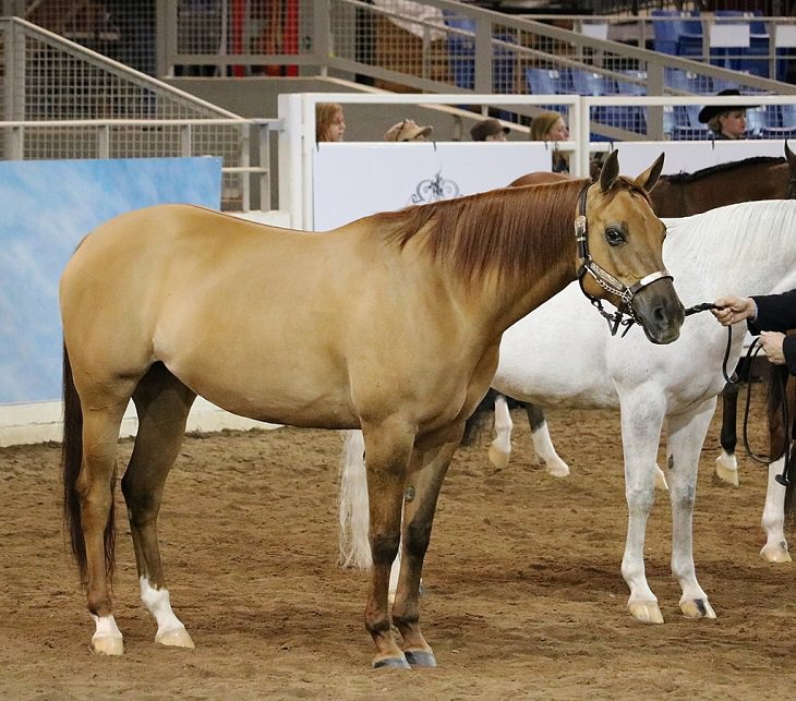 Lindos cavalos do mundo