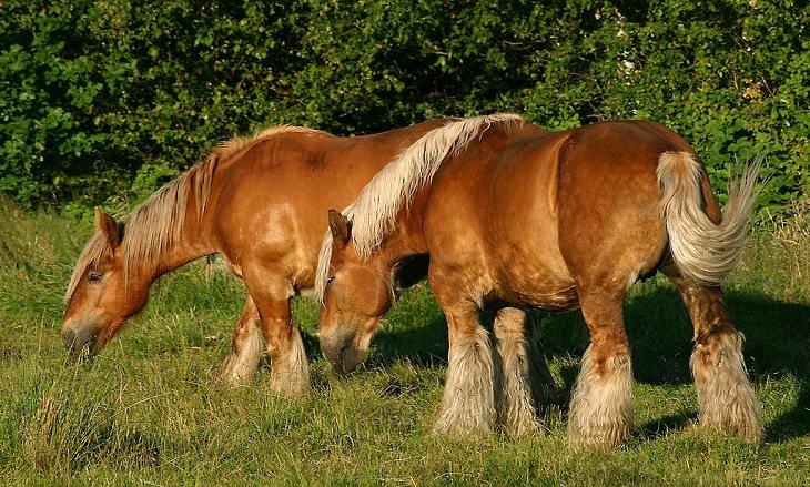 Lindos cavalos do mundo