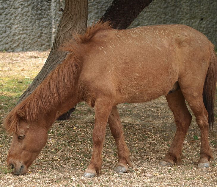 Lindos cavalos do mundo