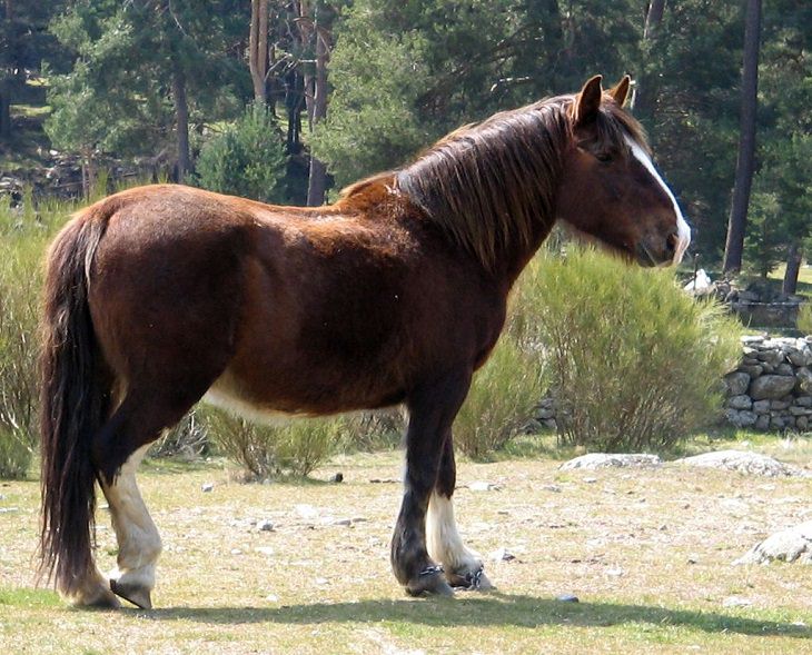 Lindos cavalos do mundo