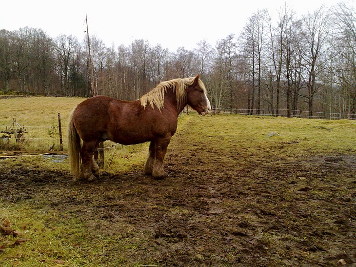 Lindos cavalos do mundo