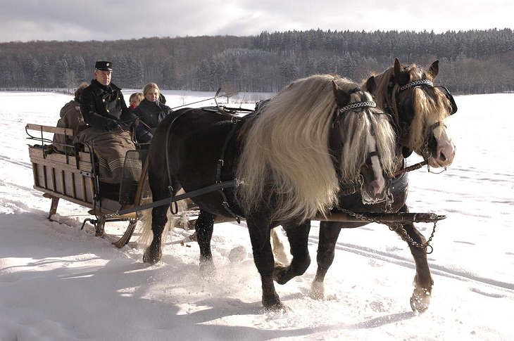 Lindos cavalos do mundo