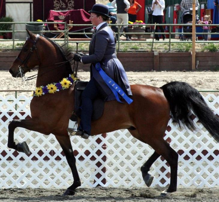 Caballos Hermosos Del Mundo