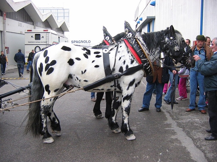 Lindos cavalos do mundo