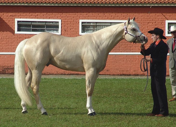 Caballos Hermosos Del Mundo