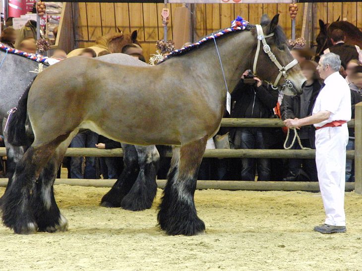 Lindos cavalos do mundo