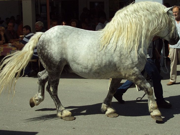 Caballos Hermosos Del Mundo