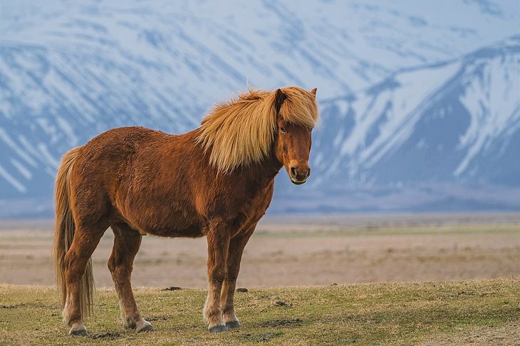 Lindos cavalos do mundo