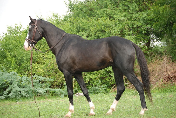 Lindos cavalos do mundo