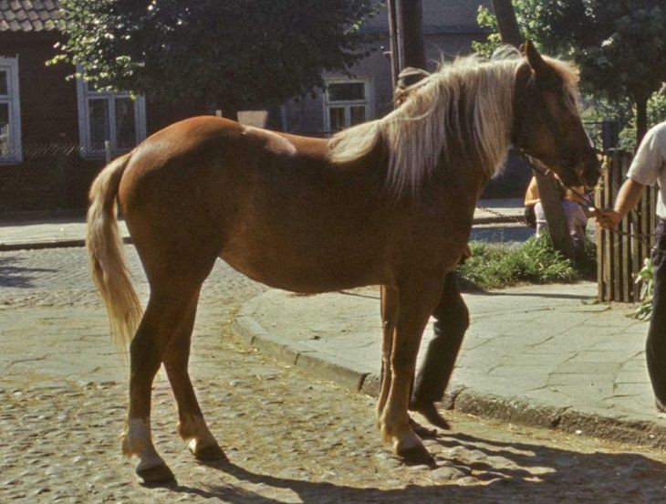 Lindos cavalos do mundo