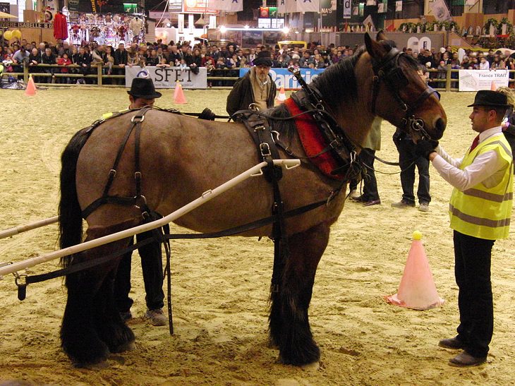 Caballos Hermosos Del Mundo