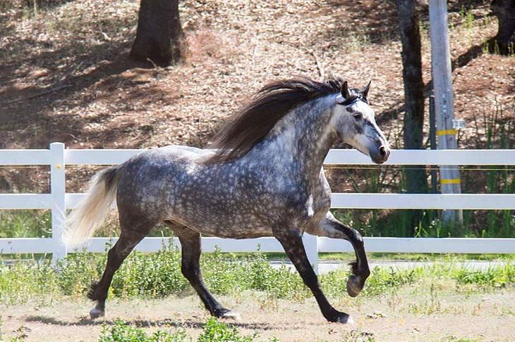 Caballos Hermosos Del Mundo