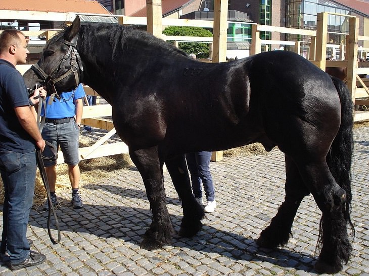 Lindos cavalos do mundo