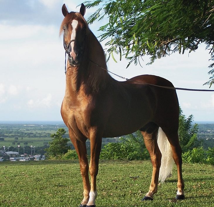 Lindos cavalos do mundo