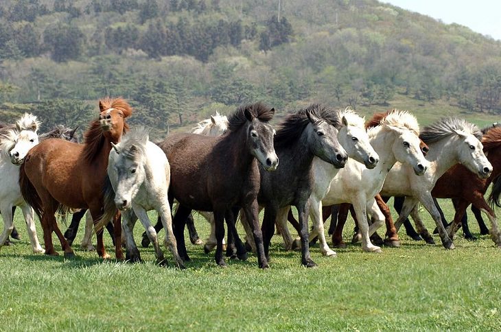 Caballos Hermosos Del Mundo