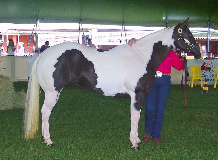 Caballos Hermosos Del Mundo