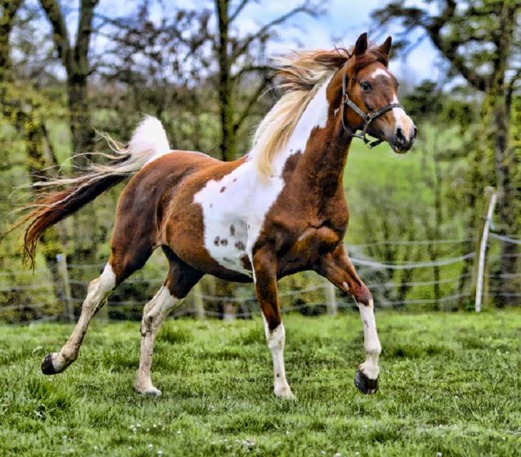 Caballos Hermosos Del Mundo