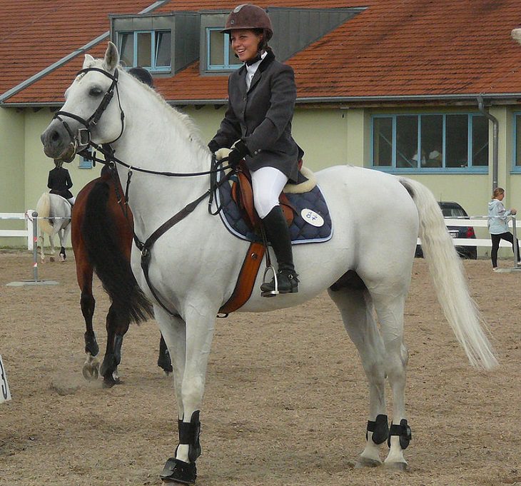 Lindos cavalos do mundo