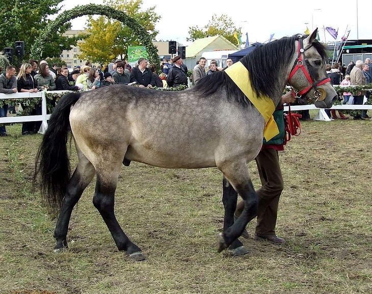 Caballos Hermosos Del Mundo