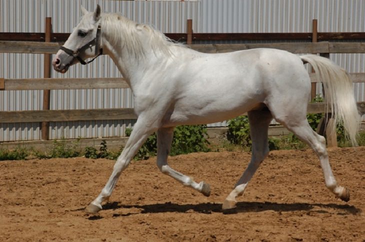 Lindos cavalos do mundo