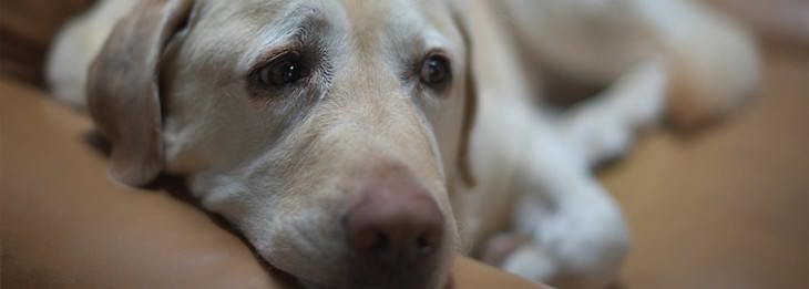 Consejos Caseros Para Tus Mascotas