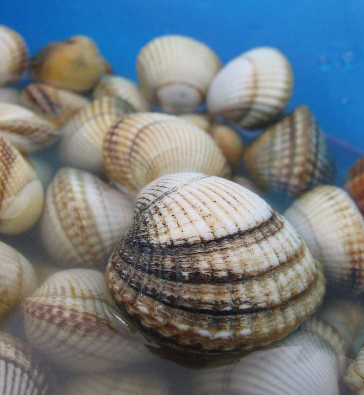 Tipos De Conchas De Mar