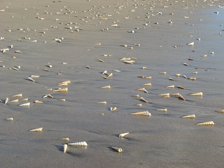 Tipos De Conchas De Mar