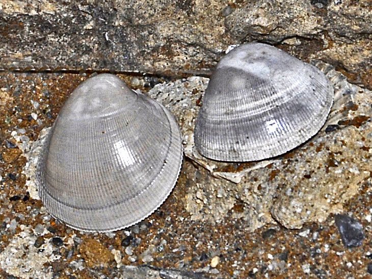 Tipos De Conchas De Mar