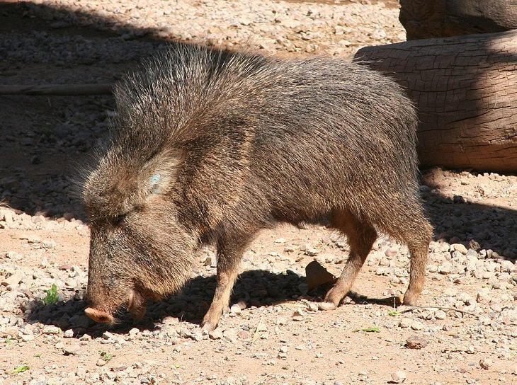 Animales Que Se Creían Extintos