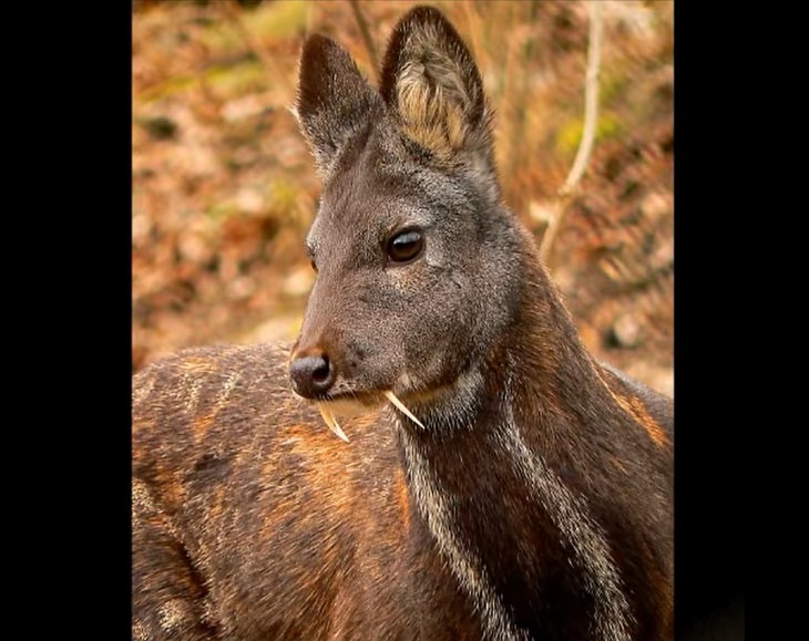 Animales Que Se Creían Extintos