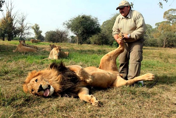 Felinos Grandes