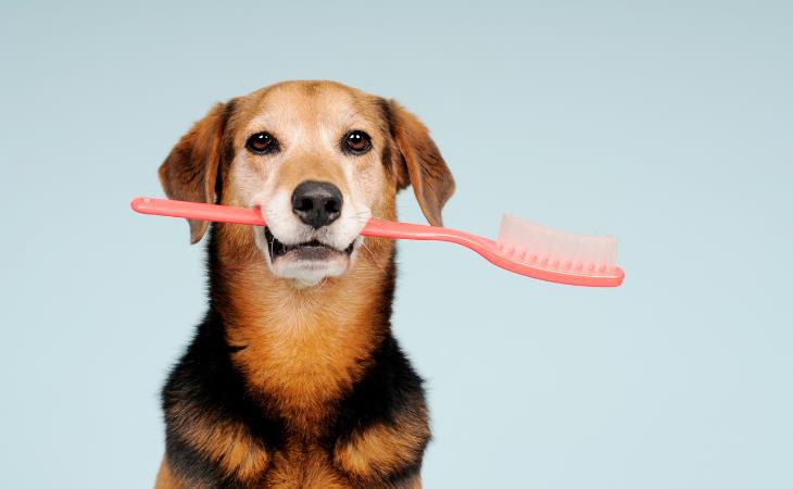 Trucos Para Usar Tu Cepillo De Dientes