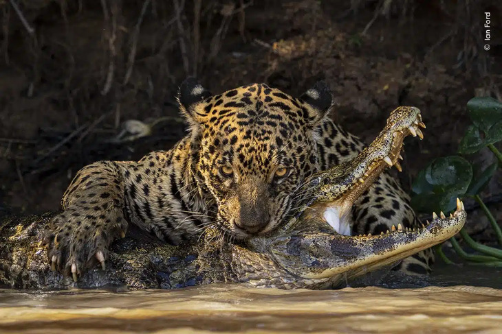 Fotógrafo De La Vida Salvaje Del Año 2024