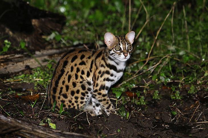 Gatos Salvajes