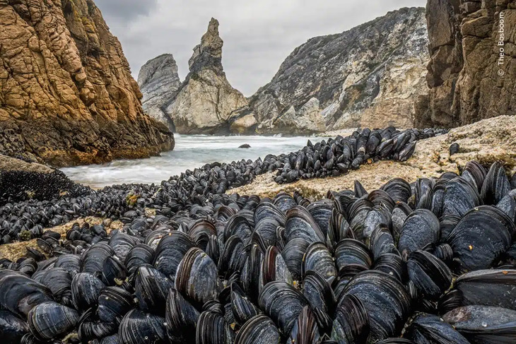 Fotógrafo De La Vida Salvaje Del Año 2024