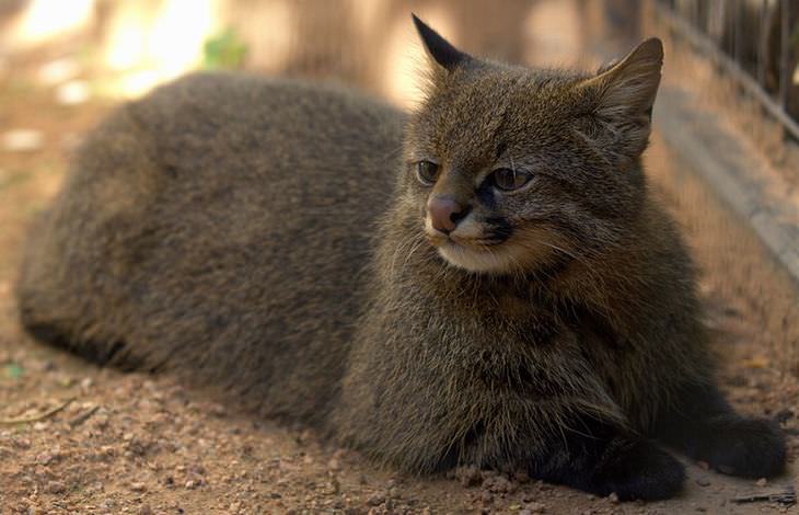 Gatos Salvajes