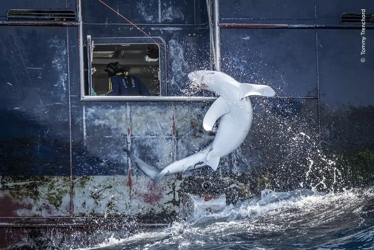 Fotógrafo De La Vida Salvaje Del Año 2024