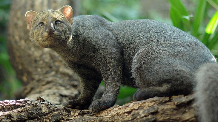 Gatos Salvajes