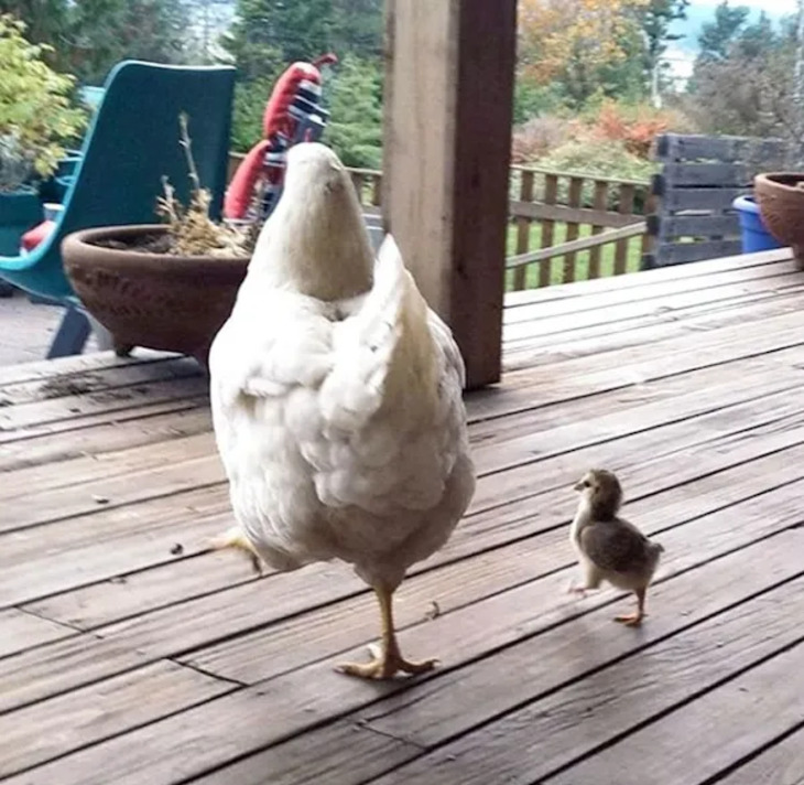 Adorables Bebés Animales y Sus Padres