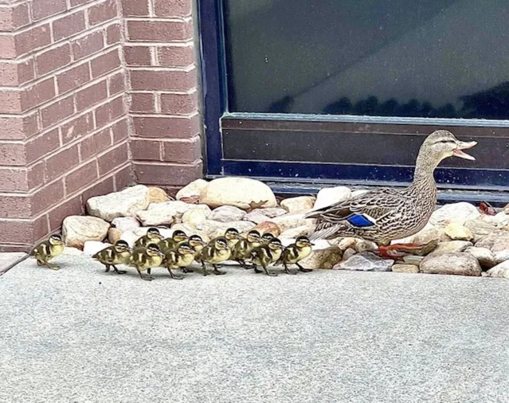 Adorables Bebés Animales y Sus Padres
