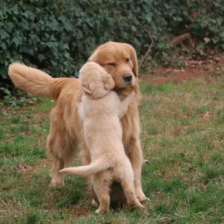 Adorables Bebés Animales y Sus Padres