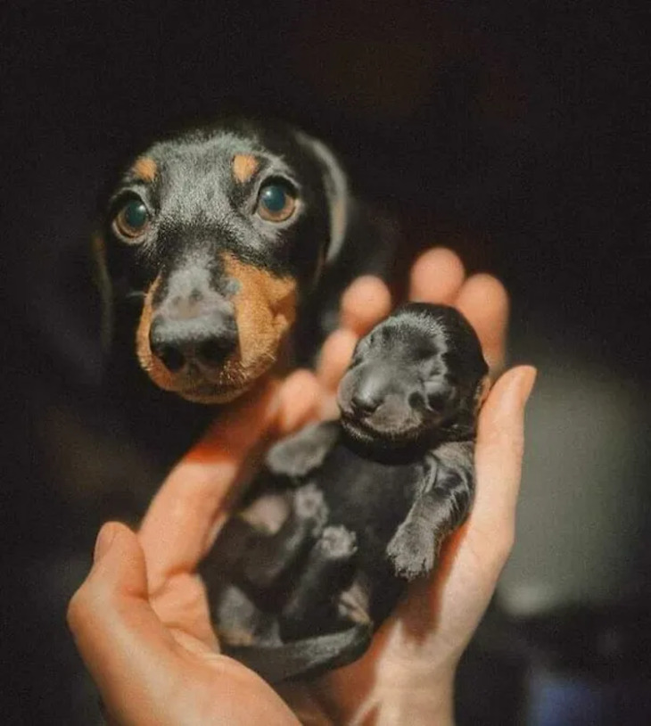 Adorables Bebés Animales y Sus Padres