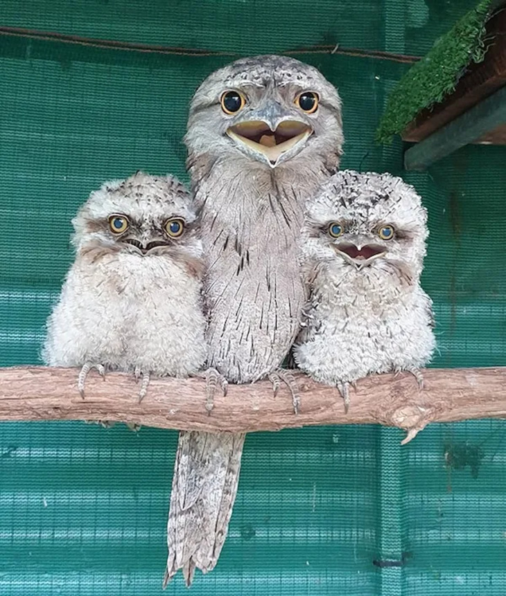 Adorables Bebés Animales y Sus Padres
