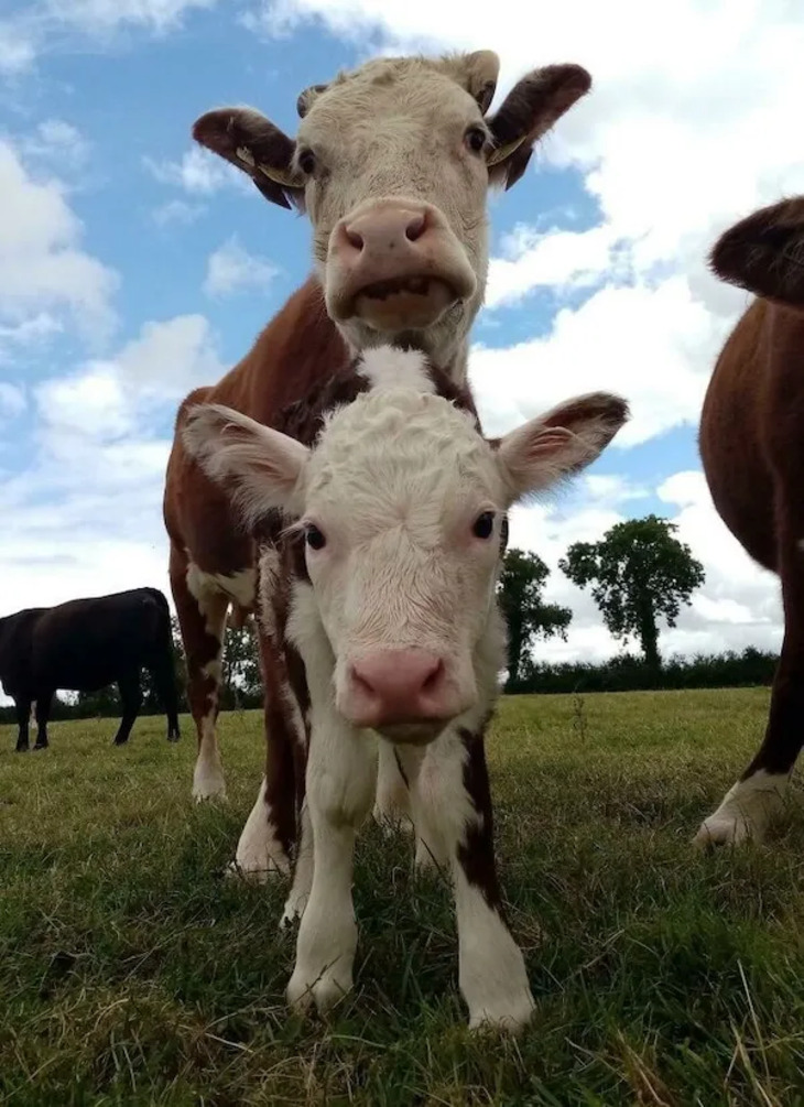 Adorables Bebés Animales y Sus Padres