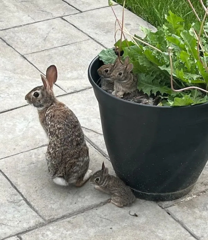 Adorables Bebés Animales y Sus Padres