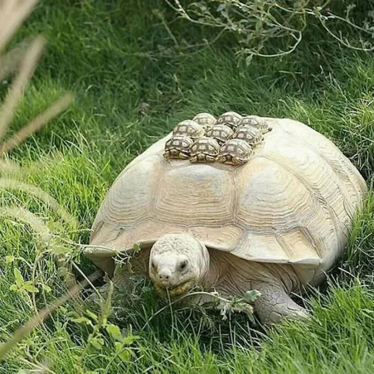 Adorables Bebés Animales y Sus Padres