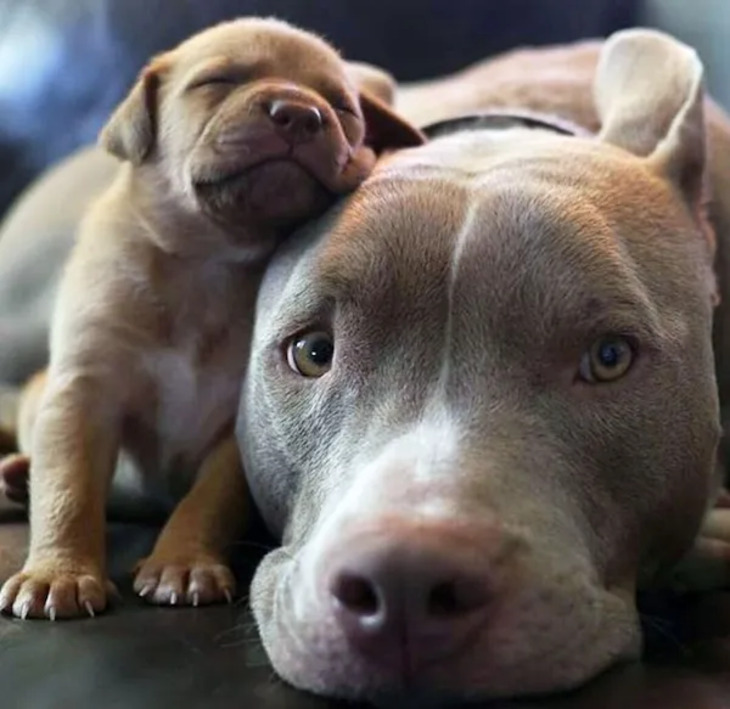 Adorables Bebés Animales y Sus Padres