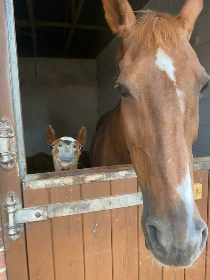 Adorables Bebés Animales y Sus Padres