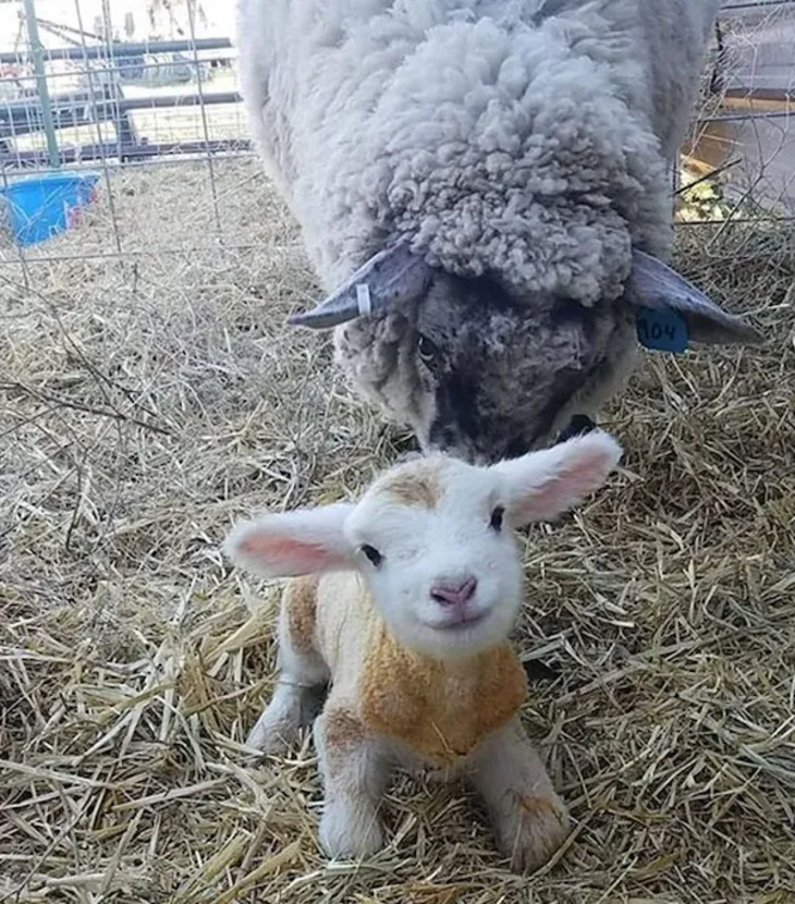 Adorables Bebés Animales y Sus Padres