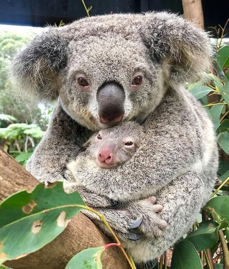 Adorables Bebés Animales y Sus Padres